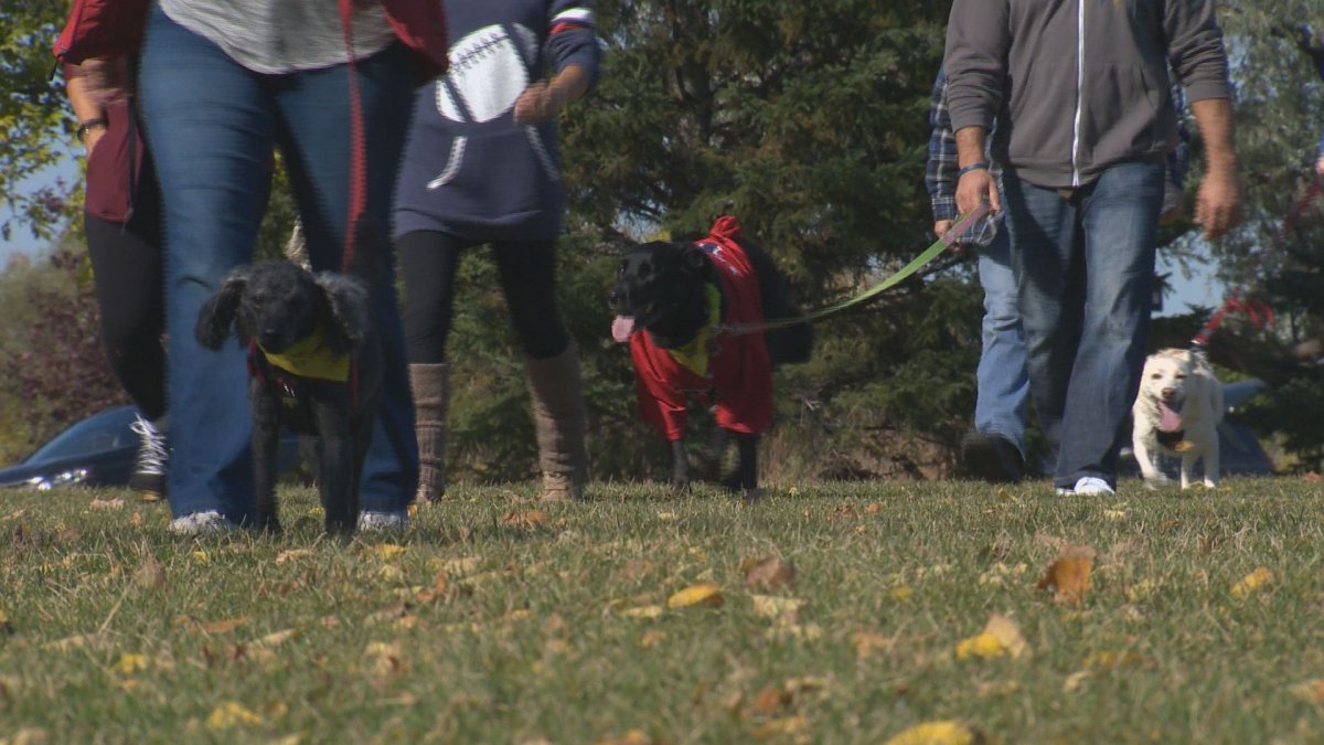 Owners walk their dogs through St. Vital Park to raise money for the Canadian Cancer Society. 