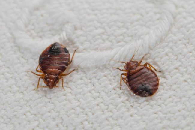 Dirty laundry could be to blame for worsening global bed bug epidemic - image