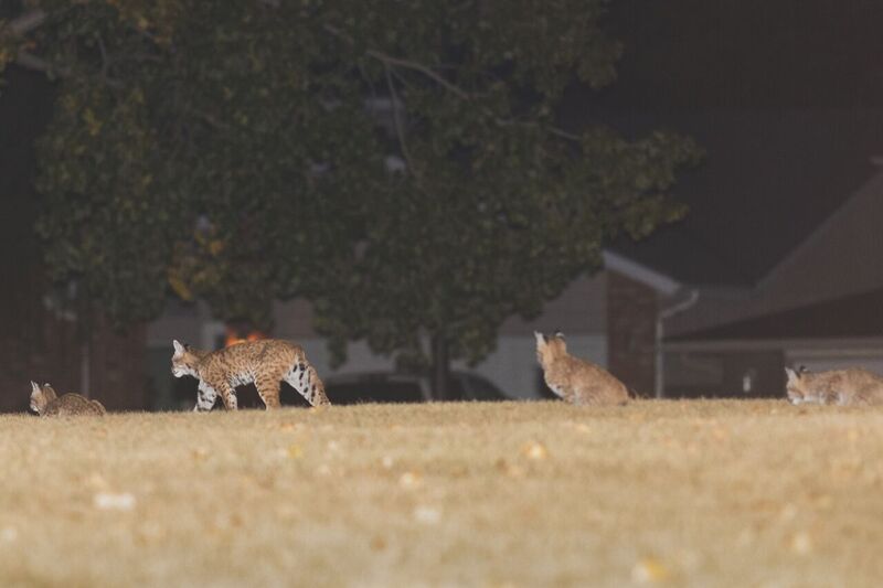 Photographer Chris Malloy captured pictures of a group of four bobcats in a Silver Springs neighbourhood park Tuesday evening. 