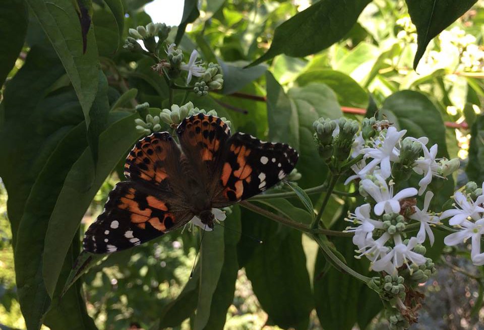 A painted lady butterfly in Montreal.