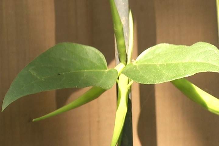 Dog-strangling vine