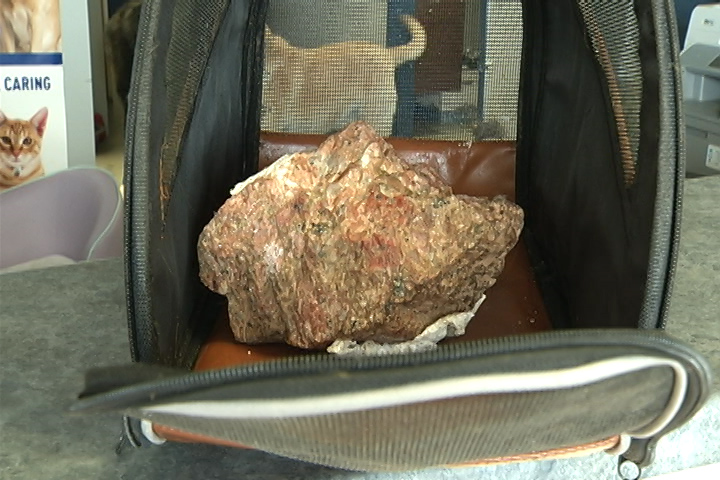 Cat drowned in pet carrier south of Bobcaygeon - image