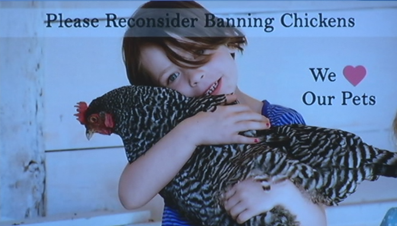 Peterborough city council bans backyard chickens - image