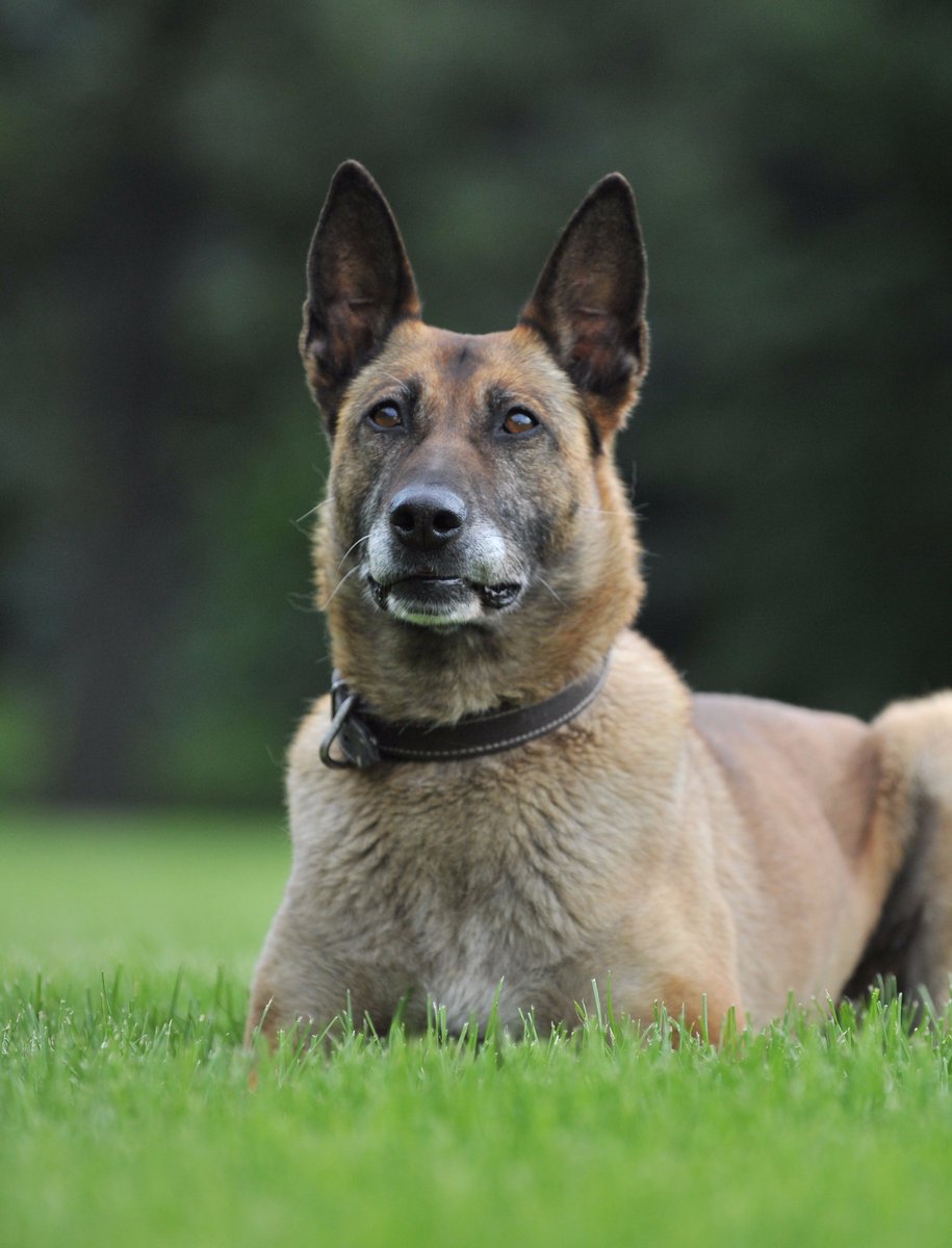 Winnipeg police service dog Cinder, who was laid to rest on Monday.