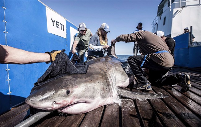 Hilton the shark is tagged by OCEARCH researchers.