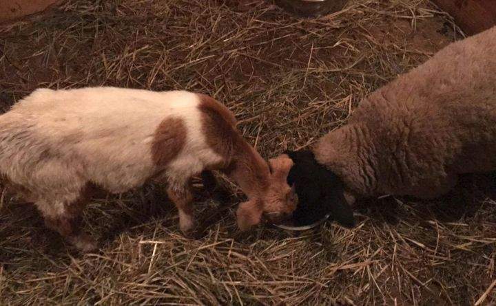 According to Foley, Daisy\’s good friend Merlin, a blind sheep who also lives at FARRM, had missed her while she was gone. Foley sent out a photo of the two being reunited on Wednesday night.
