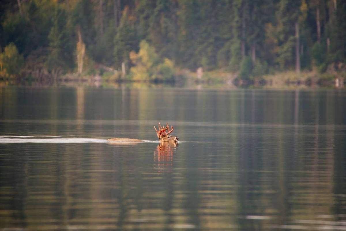 A gray wolf chasing a white-tailed deer at Lakeland Provincial Park in northeastern Alberta. Sept. 9, 2017.