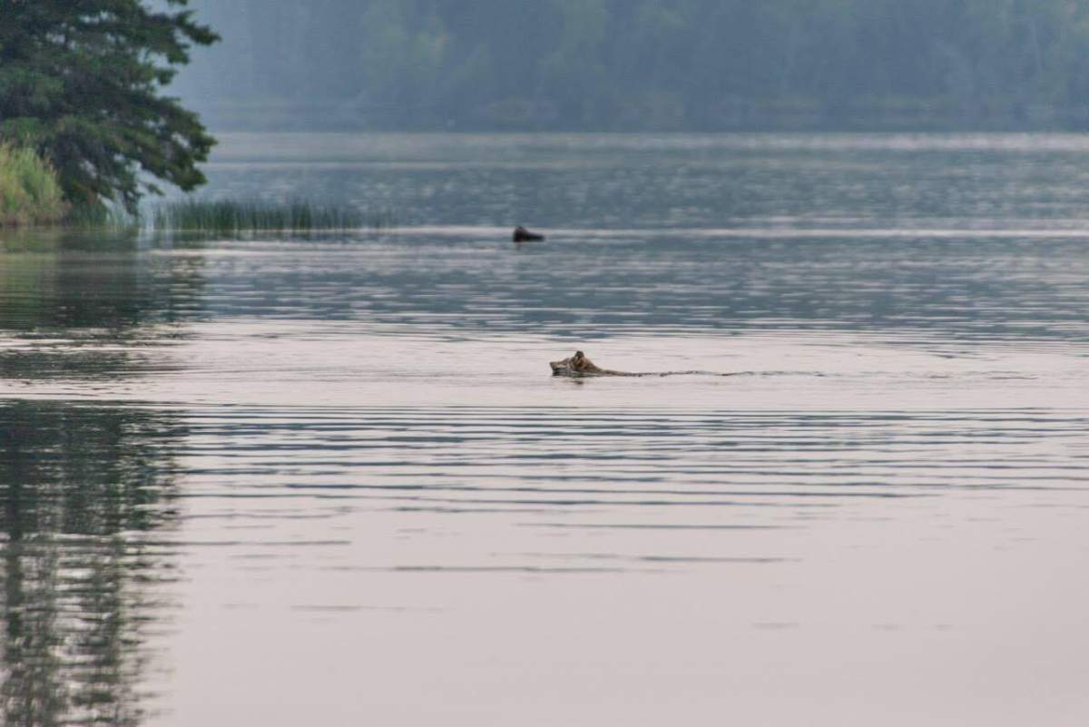 A gray wolf chasing a white-tailed deer at Lakeland Provincial Park in northeastern Alberta. Sept. 9, 2017.
