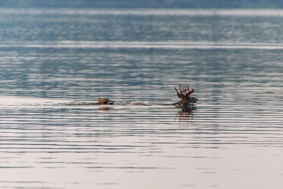 A gray wolf chasing a white-tailed deer at Lakeland Provincial Park in northeastern Alberta. Sept. 9, 2017.