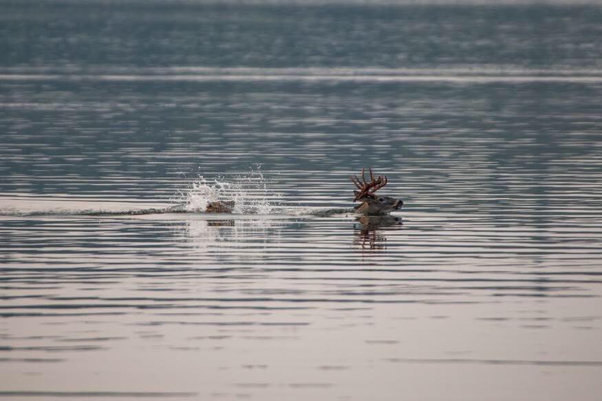 A gray wolf chasing a white-tailed deer at Lakeland Provincial Park in northeastern Alberta. Sept. 9, 2017.
