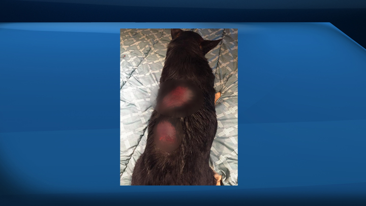 Darcy Ready was out walking his dog on Lake Street Tuesday morning when a pitbull terrier attacked them.