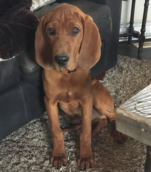 "Red," a four-month-old Redbone Coonhound, was stolen from a vehicle in Saanich on Sept. 22, 2017.