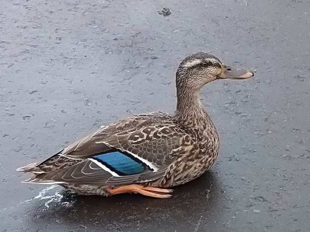 Mallard duck sickened by unknown agent