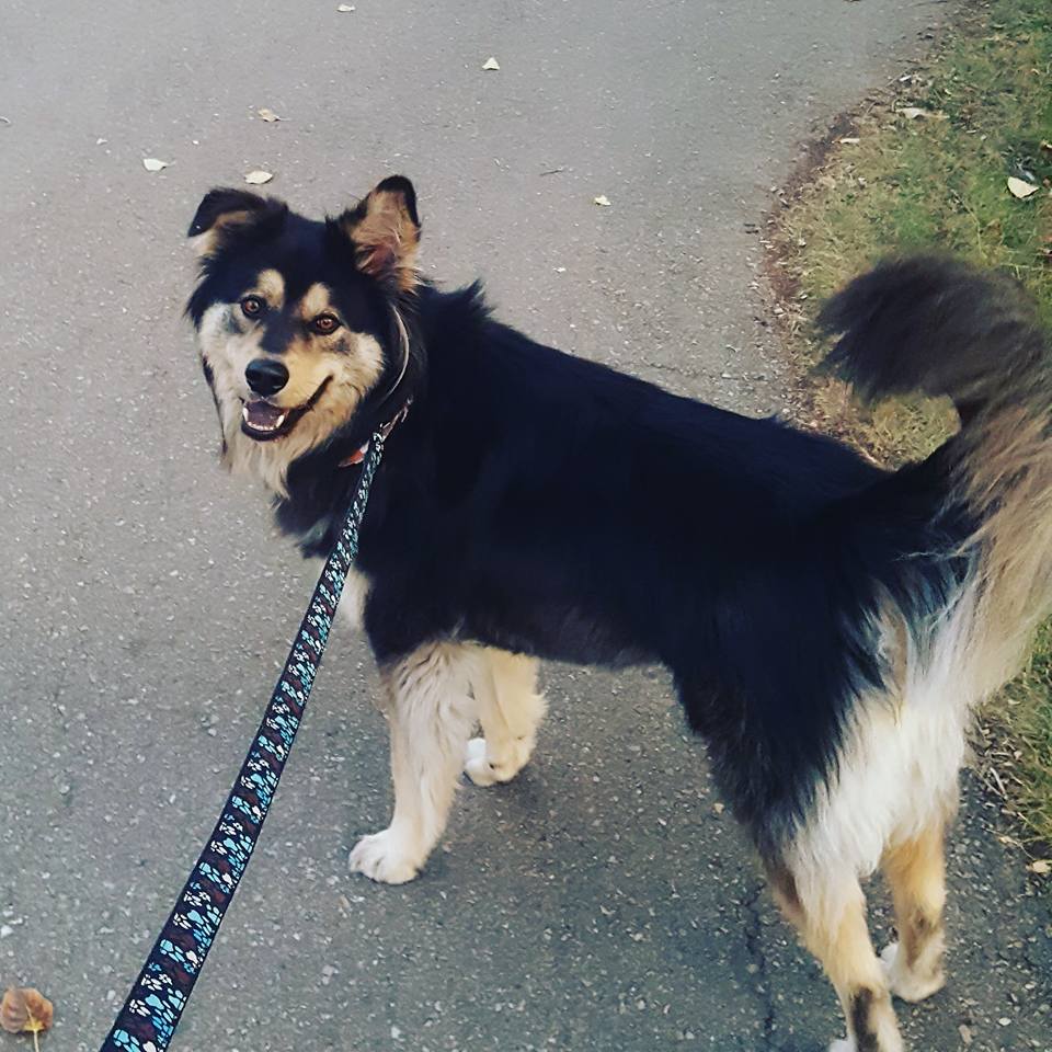 Calgary family’s dog safe after going missing in stolen SUV - image