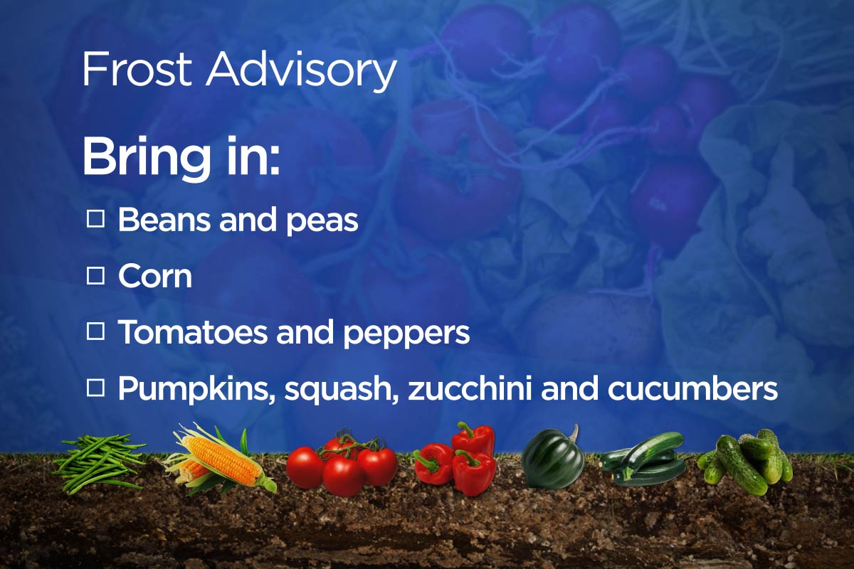 Tomatoes, peppers, peas, corn and gourds can be damaged by a light frost.