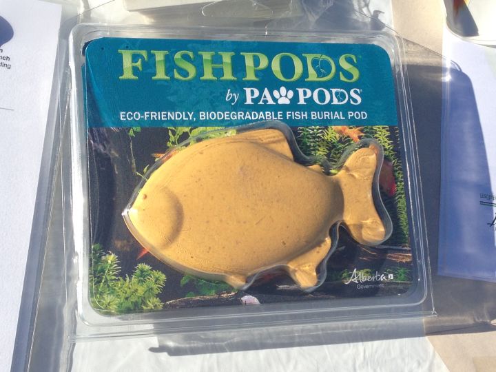 St. Albert staff showed off a “fish coffin”, a biodegradable pod to bury fish safely.