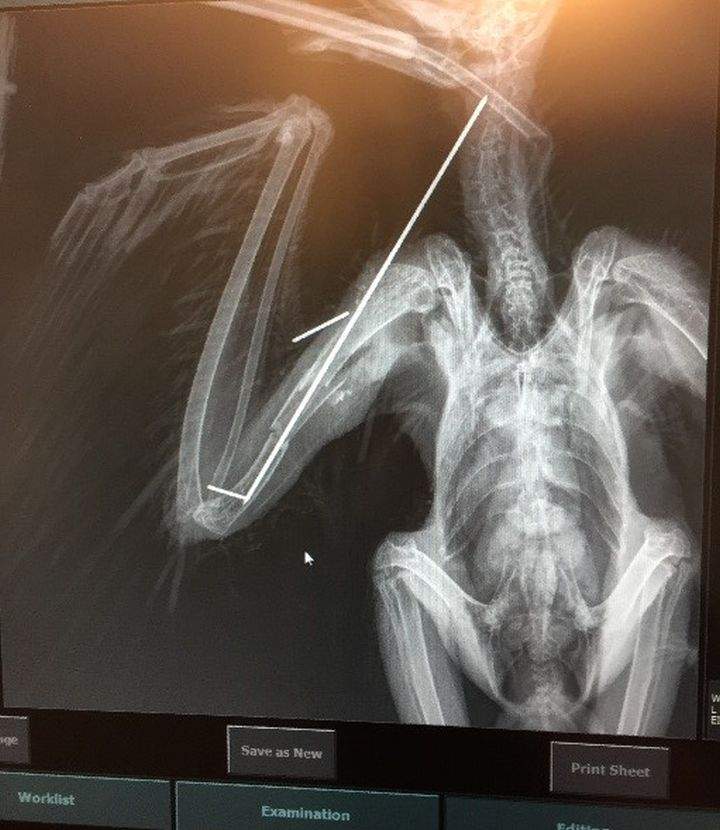 Great horned owl xray 2