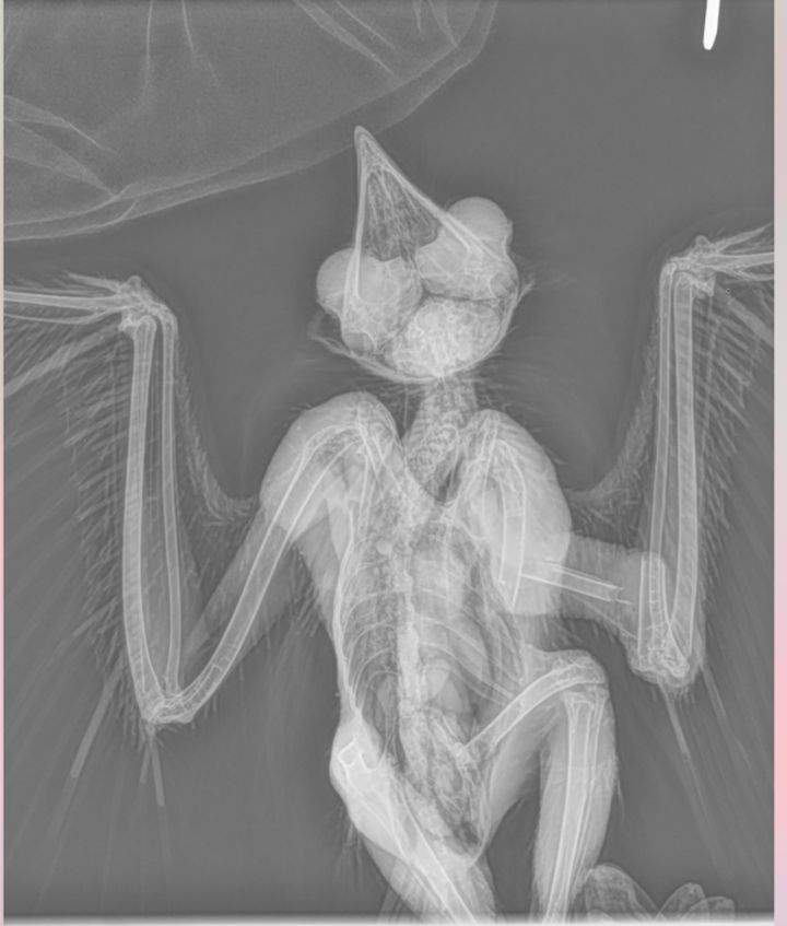 Great horned owl xray
