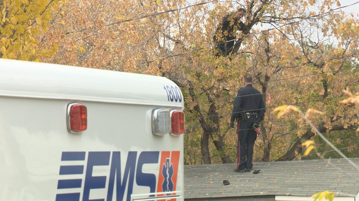 On Wednesday, police apprehended a suspect who had climbed a tree to avoid arrest. By Friday, he had been charged with 20 property related crimes. 