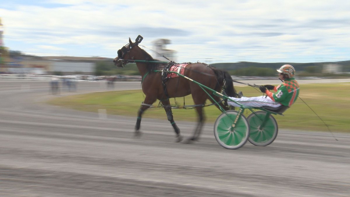 FILE - A mysterious "fluke" pregnancy diverted a yearling standardbred filly off the track - and landed three Nova Scotia horsemen in small claims court.