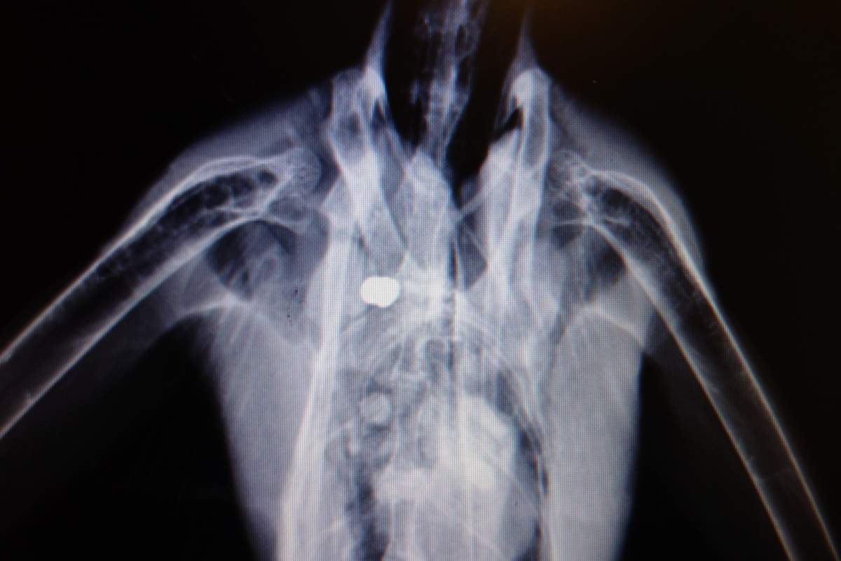 An x-ray of a great blue heron after it had been shot with three pellets.