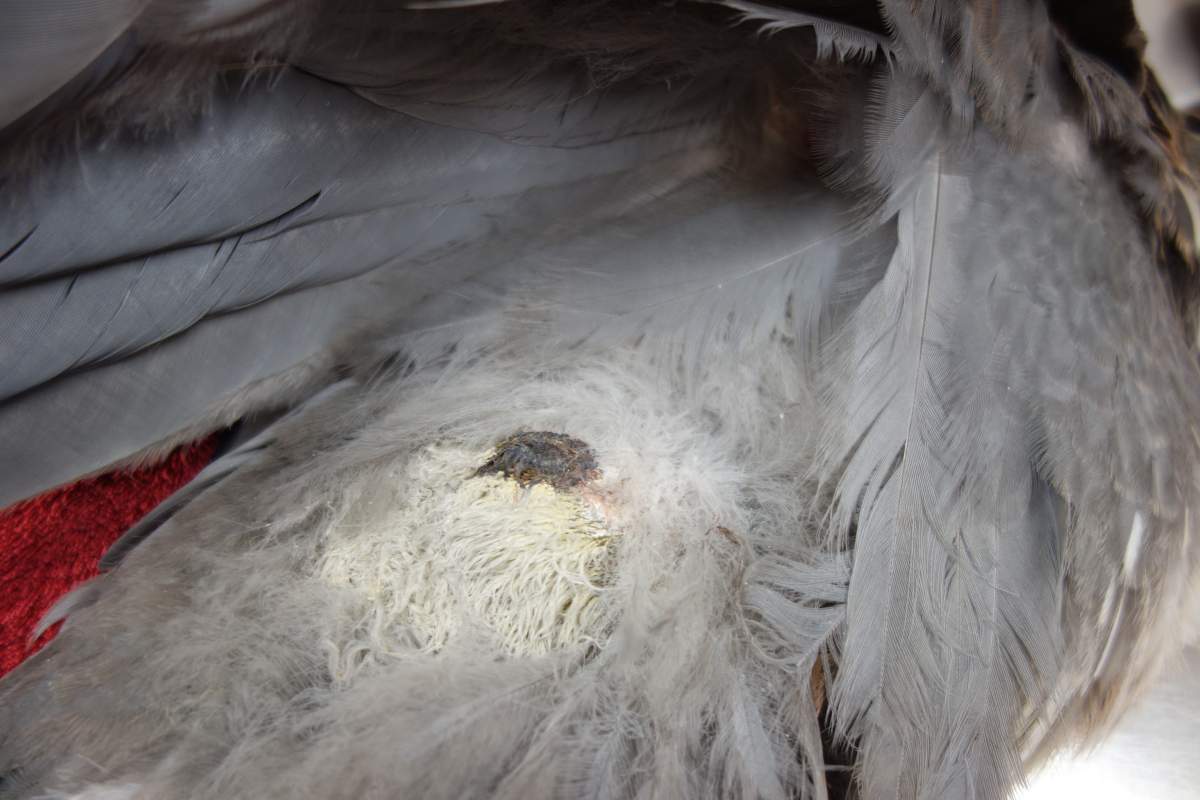 A great blue heron, after it had been shot with three pellets.