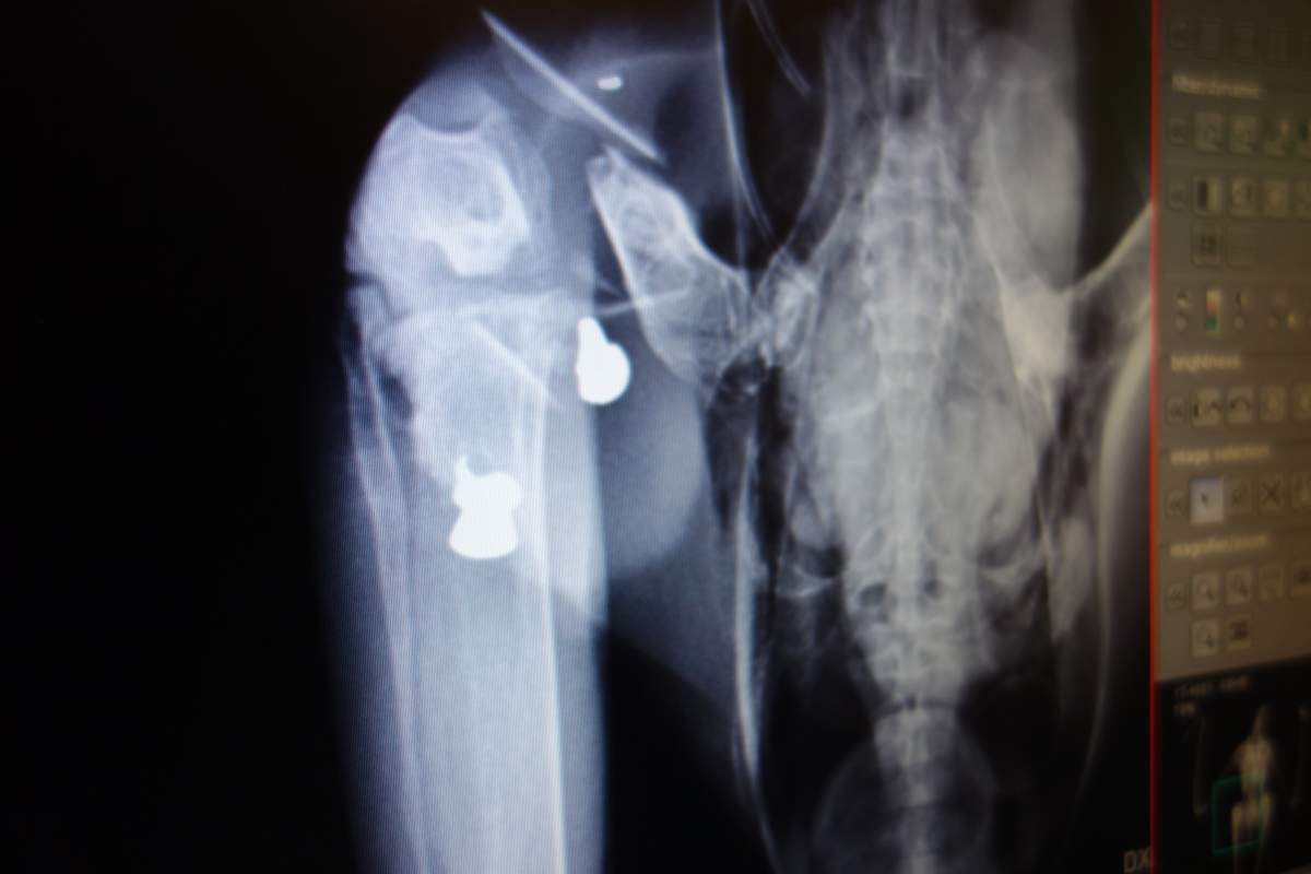 An x-ray of a great blue heron after it had been shot with three pellets.