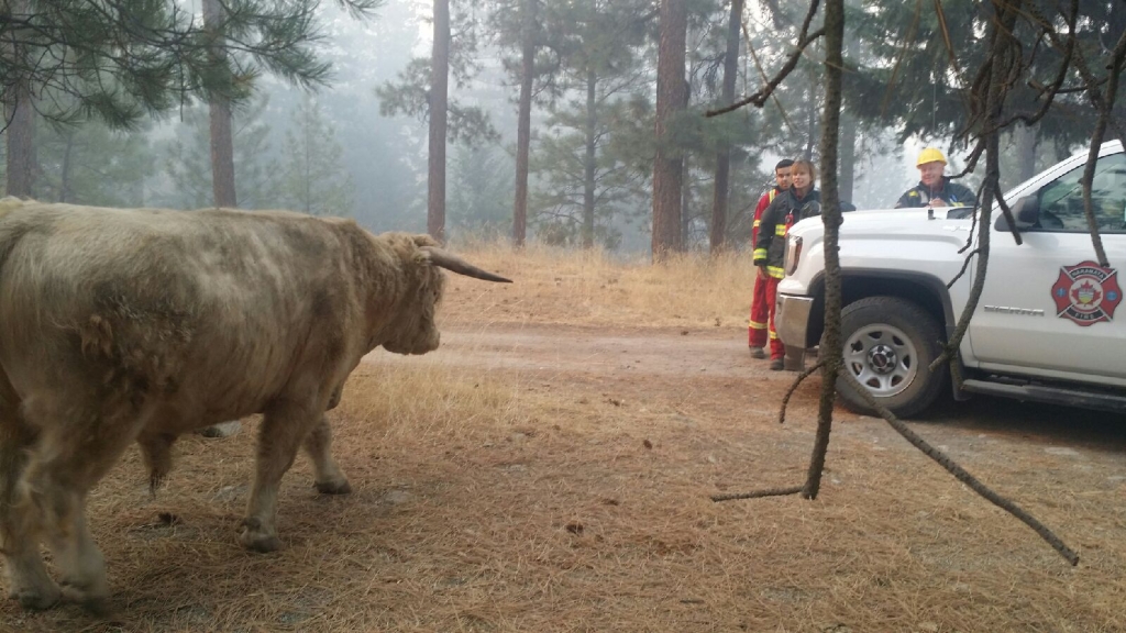 Fire fighters and a bull face off near Summerland as a wildfire burns nearby. 