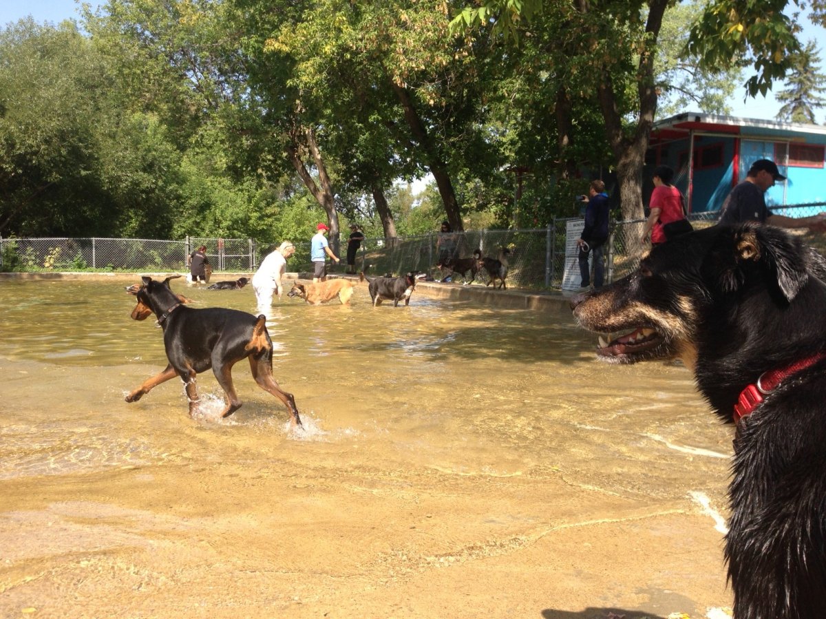 Winnipeg dogs beat the heat in city wading pools Saturday. 