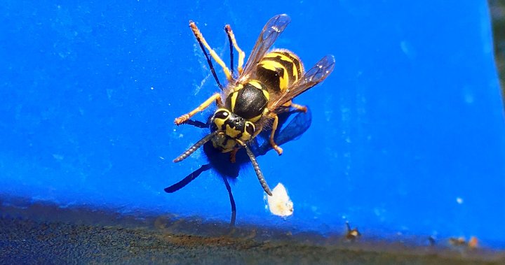 Wasp numbers on the rise in Regina
