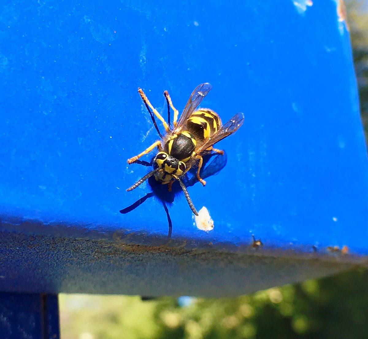 Wasps are out in numbers in Winnipeg this season. 