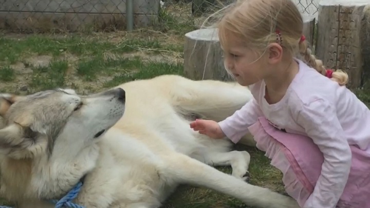 Therapy dog accidentally killed by hunter in Squamish - image