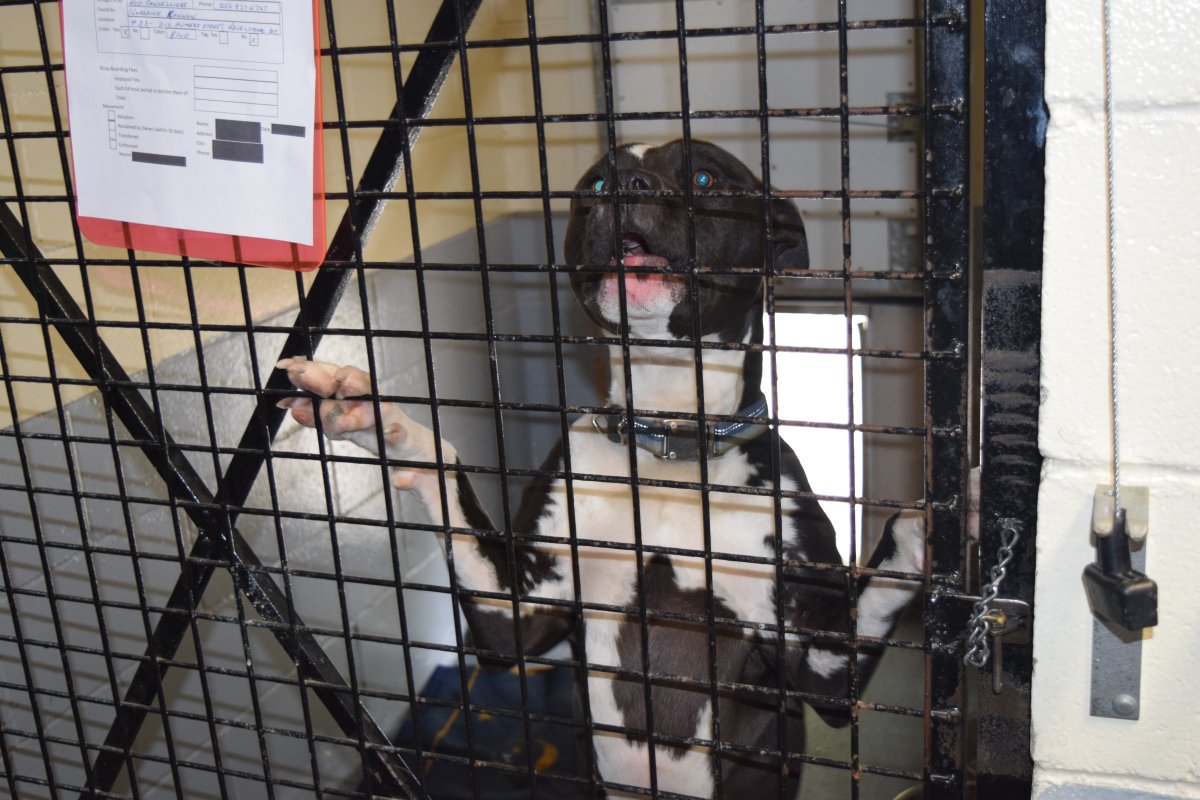 Kilo, one of three dogs seized by animal control stolen from the Revelstoke shelter.