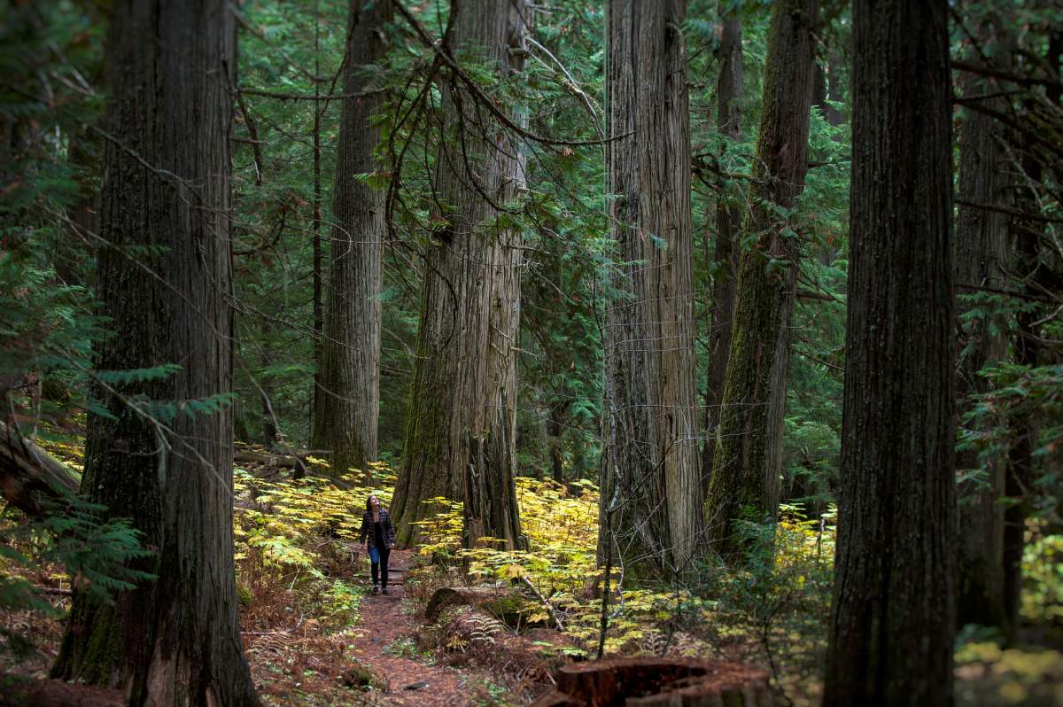 Hiking in Kokanee Creek Provincial Park.