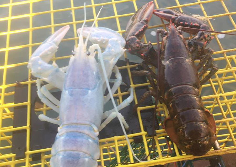 Weird, translucent lobster hauled from ocean near Maine - image