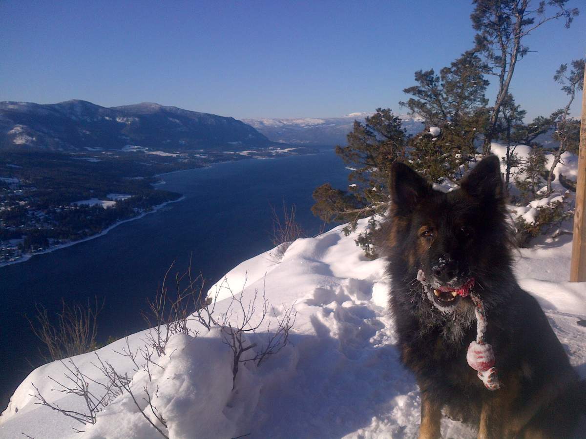 Police dog and tips from the public lead to arrests in Salmon Arm - image