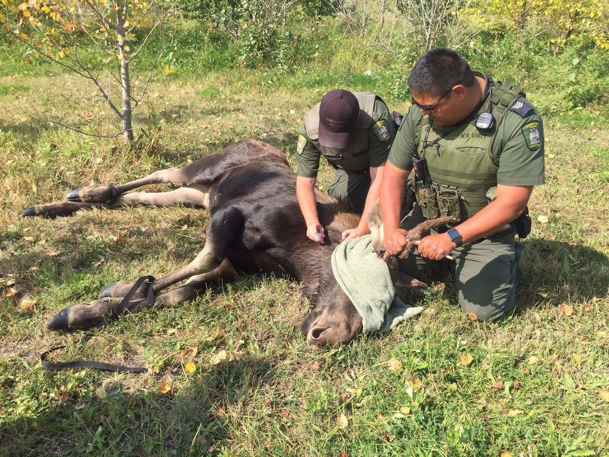 Manitoba Conservation officers with the moose just after it was tranquilized.