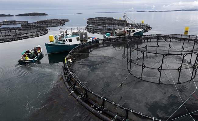 FILE - In this Thursday, July 13, 2017 photo, workers position their boats at a Cooke Aquaculture salmon farm near Blacks Harbour, New Brunswick.