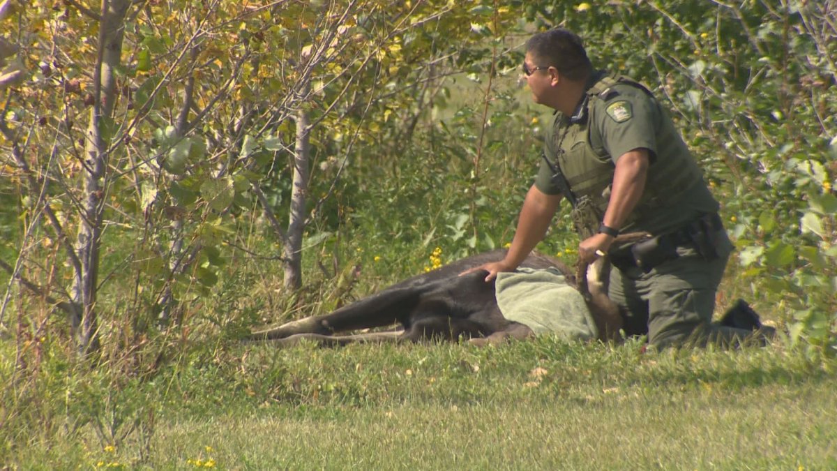 Moose caught in Winnipeg dies before release into wild - image