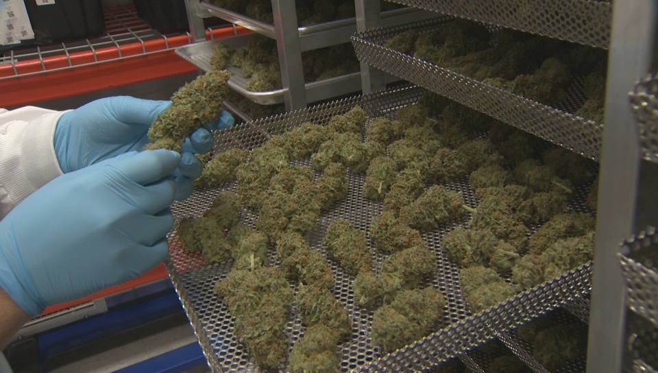 Canadians considering cannabis: Will you be using weed if you don’t already? - image