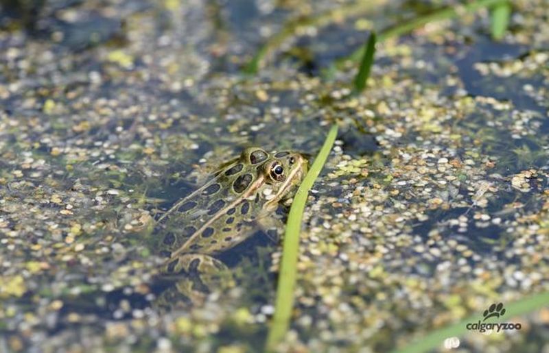 A Northern Leopard Frog.