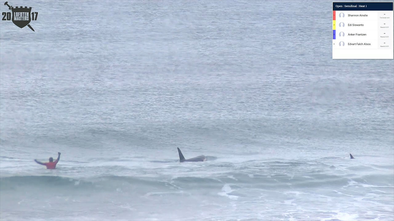 Surfers in Norway have close call with pod of orcas