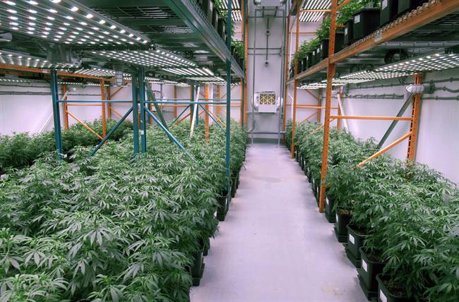 Cannabis producers skeptical of whether Ontario’s plan can compete with black market - image