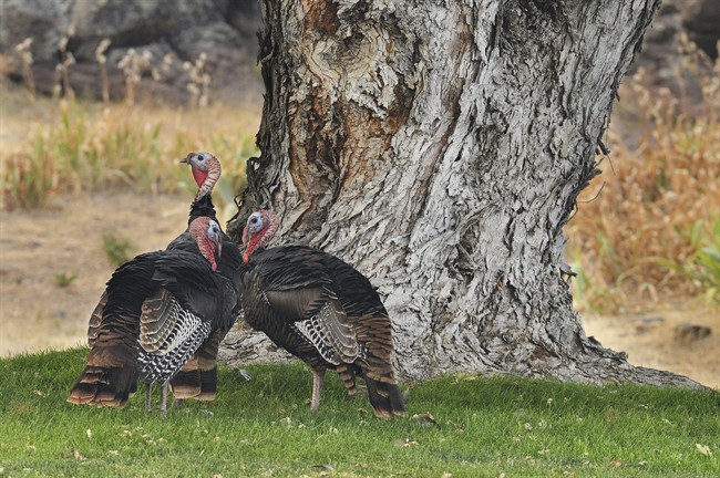 Brandon police arrested two boys after they chased a flock of wild turkeys, injuring one.