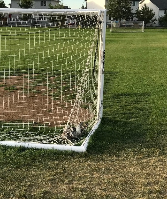 An owl trapped in a soccer net at Ralph McCall School on Sept. 11, 2017.