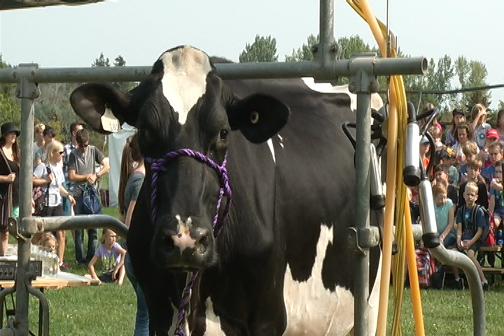 Students got a lesson in dairy production as the Port Hope Fair gets underway. 