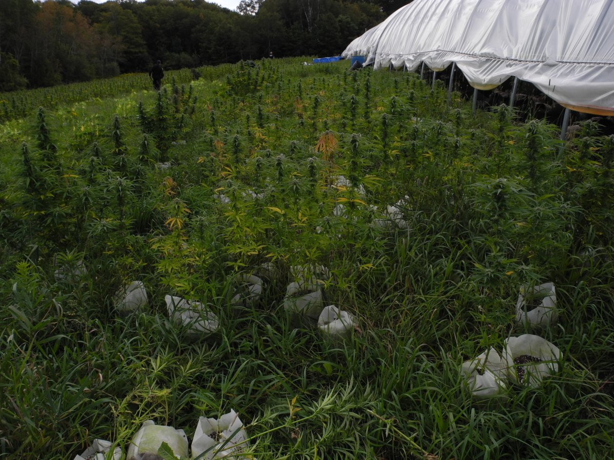 OPP seized more than 3,400 marijuana plants from a property in Bethany.