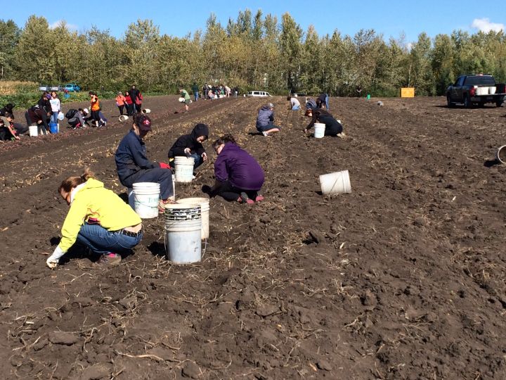 10,000 pounds of potatoes harvested by Edmonton students, volunteers