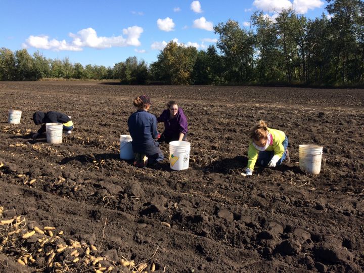 10,000 pounds of potatoes harvested by Edmonton students, volunteers