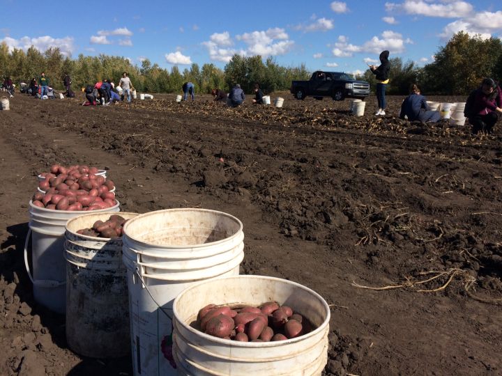 10,000 pounds of potatoes harvested by Edmonton students, volunteers for food bank Edmonton